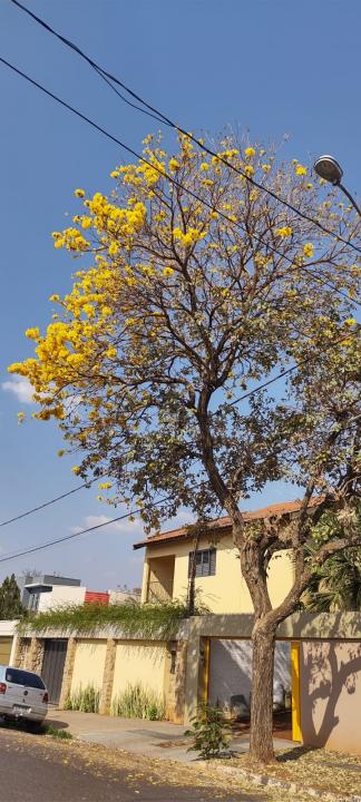 Foto 16 de 31 — Florada dos ipês dá novo colorido a Araraquara e internautas enviam fotos; veja